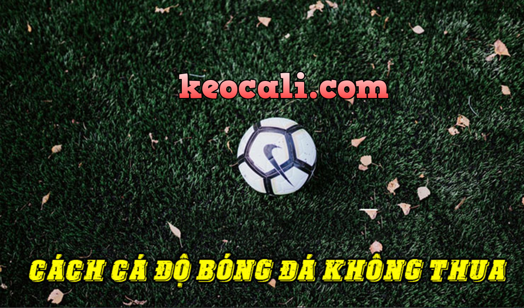 cá độ bóng đá