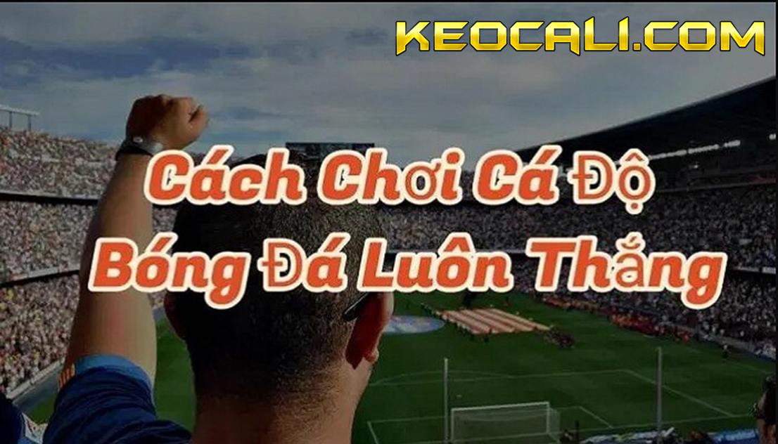 cá độ bóng đá