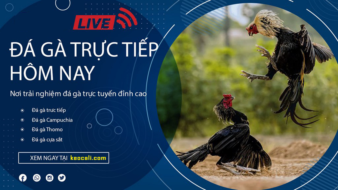 đá gà trực tiếp