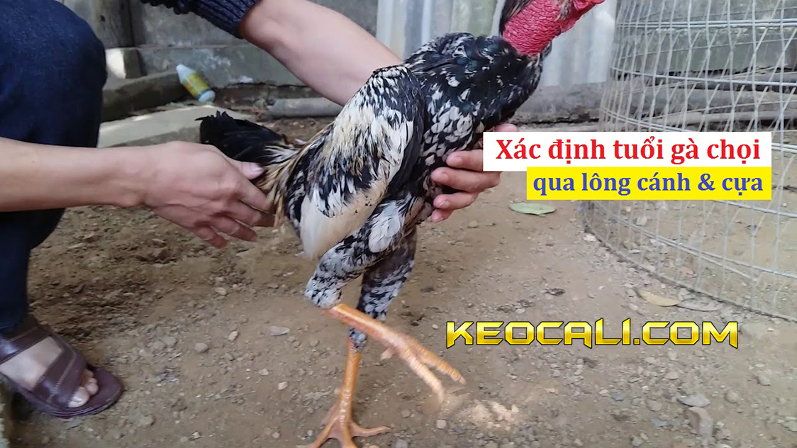 đoán tuổi gà chọi