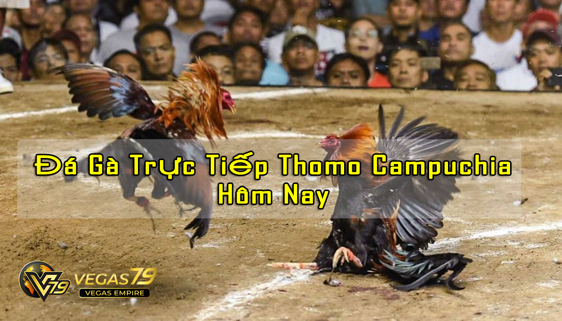 trực tiếp đá gà