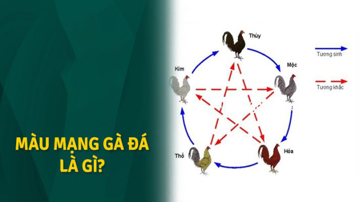 màu mạng gà đá hôm nay